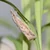 Insect Lures For Sugarcane Internode Borer (Chilo Sacchariphagus Indicus)(Pack-10 Pcs)